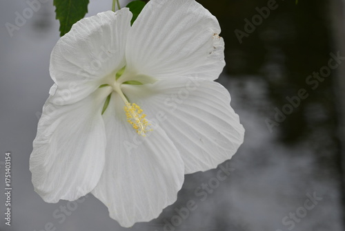 white hibiscus flower