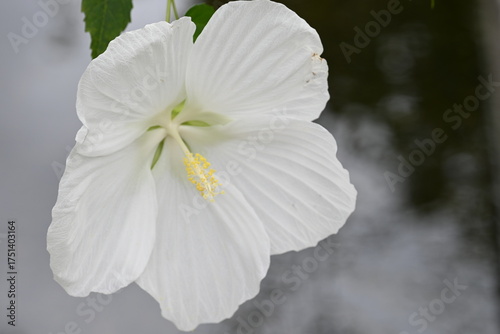white hibiscus flower
