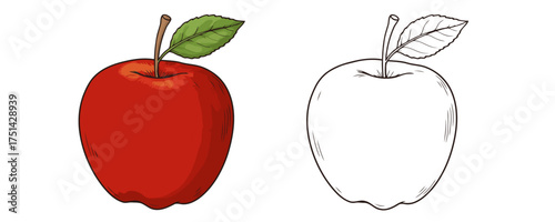 Vector drawing of two whole fresh red apples showing a detailed color image with stem and green leaf and an outline line art version on a plain white background