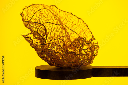 Coral display with yellow background