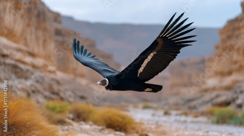 California condor flying over rocky canyon landscape