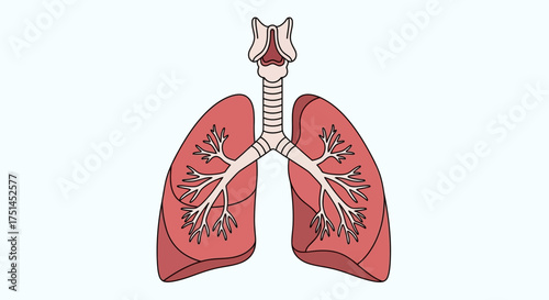 An illustration of the human respiratory system, including lungs and trachea, depicted in a simplified, artistic style