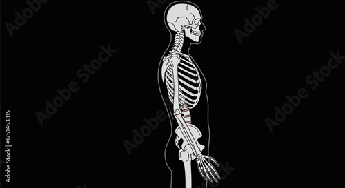 Scientific visualization of a human skeleton in a lateral view, with red inflammation indicating lower back pain on the lumbar spine