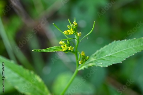 Wallpaper Mural Rorippa indica (Variableleaf yellowcress) flowers. Brassicaceae perennial. A wetland weed that blooms from summer to autumn with four-petaled yellow flowers.
 Torontodigital.ca