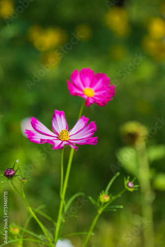 Two pink cosmos flowers blooming in green field