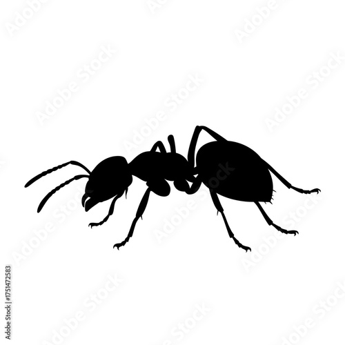 ant isolated on white background