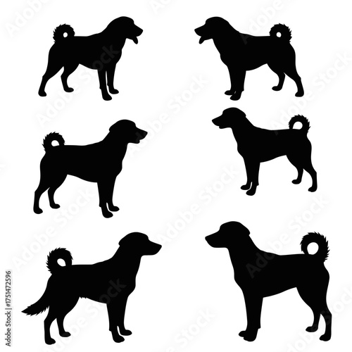 Six distinct silhouette poses of a dog breed showing tail and profile views for design isolated on white background Vector Illustration