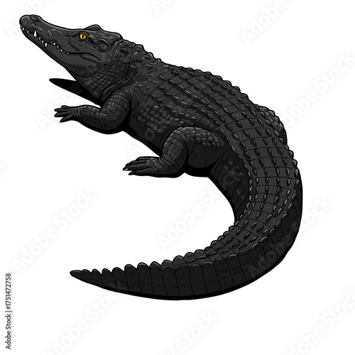 Majestic black alligator pose on a white canvas exotic reptile creature isolated on white background Vector Illustration