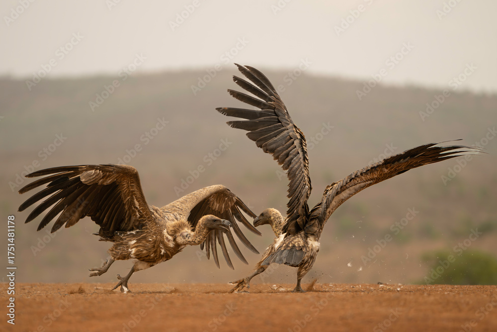 Naklejka premium The white-backed vulture (Gyps africanus) is an Old World vulture in the family Accipitridae, which also includes eagles, kites, buzzards, and hawks