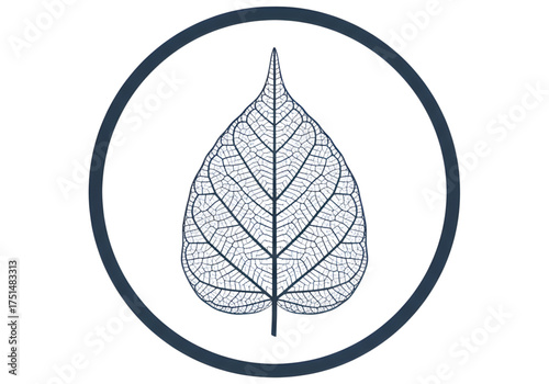 Minimal icon of a leaf skeleton — no background, no shadow PNG