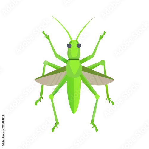 Green Milkweed Locust Grasshopper