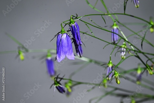 Wallpaper Mural Adenophora takedae flowers. Campanulaceae deciduous perennial plants. They grow wild on rocky areas in the mountains of Japan and bloom blue-purple bell-shaped flowers in autumn. Torontodigital.ca