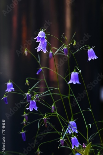 Wallpaper Mural Adenophora takedae flowers. Campanulaceae deciduous perennial plants. They grow wild on rocky areas in the mountains of Japan and bloom blue-purple bell-shaped flowers in autumn. Torontodigital.ca