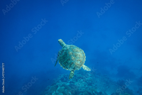 turtle underwater blue ocean sea surface reef