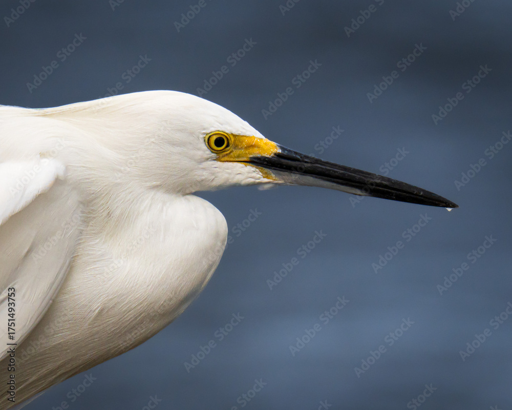 Obraz premium Snowy egret portrait