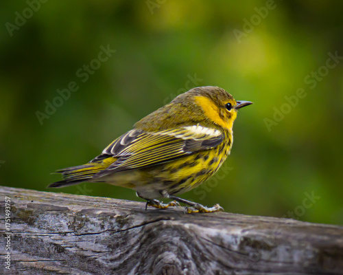Cape May Warbler