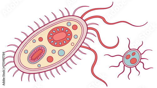 Illustration of bacteria cells with flagella and internal structures for microbiology education