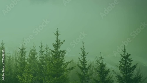 green grass in the wind