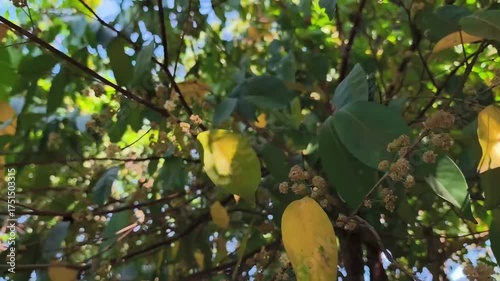 Syzygium polyanthum. bay leaves, swaying in the wind. flowering season