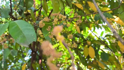 Syzygium polyanthum. bay leaves, swaying in the wind. flowering season
