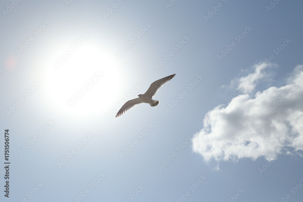 Obraz premium seagull flying in the sky