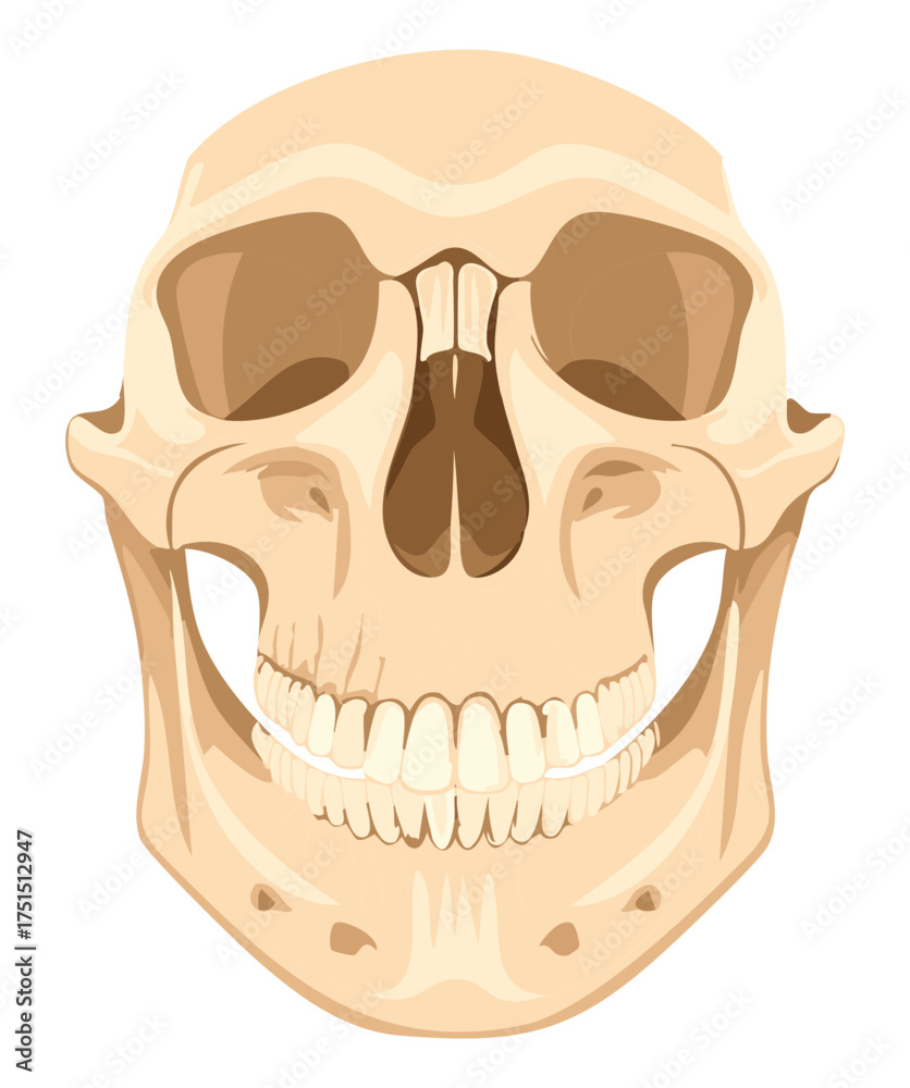 Obraz premium A detailed and realistic vector illustration of the human skull shown from the front