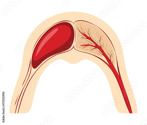 Cross-section of the mandible bone with a detailed illustration of the tongue's primary muscle