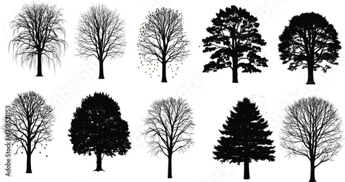 Tree silhouettes, seasonal trees, botanical illustration, forest elements, bare branches, leafy trees, conifer shapes, nature diversity, tree outlines, landscape design