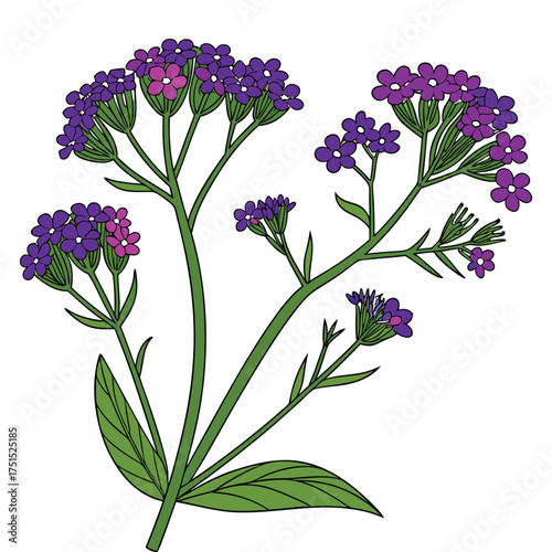 Detailed Hand-Drawn Verbena Vector Illustration of Garden Flowers, Graceful Botanical Beauty, Blossom, Artistic, Summer Field Flora, Isolated Design Element on Transparent Background