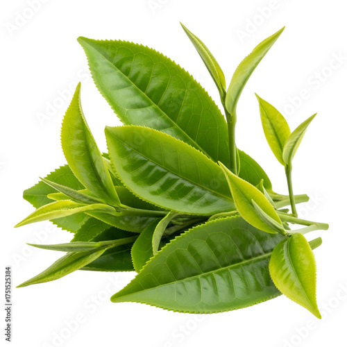 Fresh green tea leaves isolated on transparent background