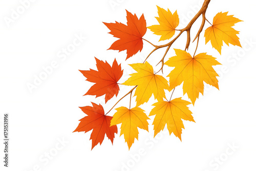 Autumn maple branch with golden yellow and vibrant red fall foliage, seasonal leaves on transparent background