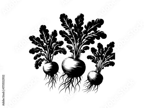 Vintage engraving style radishes root vegetables harvested fresh agricultural produce botanical art