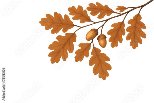 Autumn oak branch with brown dry leaves and ripe acorns, fall nature season illustration on transparent background