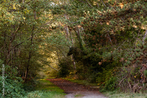 Picturesque forest path with golden fallen leaves and warm sun beams; Beautiful landscape of a woodland trail
