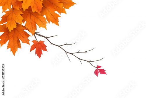Autumn tree branch with vibrant orange and red maple leaves on transparent background, symbolizing fall season