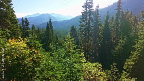 A serene and immersive experience of hiking through a lush, scenic cedar forest, showcasing the natural beauty of Washington's wilderness