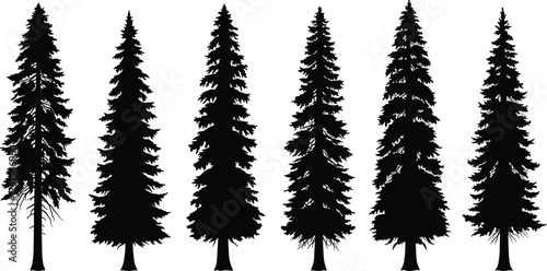 Collection of tall pine tree silhouettes isolated on white background, evergreen conifer forest trees, black vector illustration for nature design