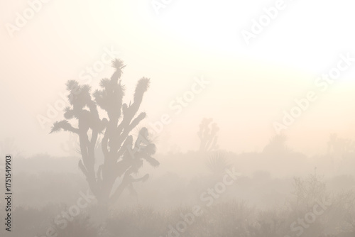 Joshua Tree Fog