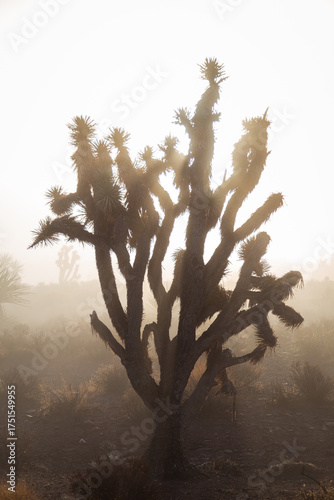 Joshua Tree Fog
