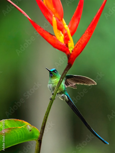 Quadro su tela Long-tailed Sylph Perched Beside Bright Heliconia Flower in Ecuadorian Cloud For