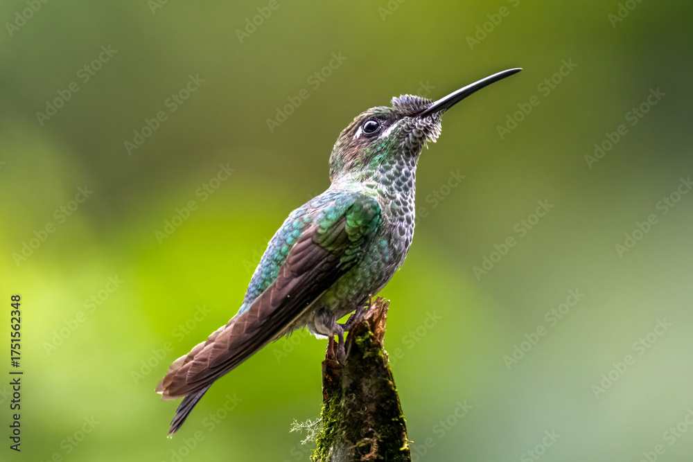 Fototapeta premium Violet-fronted Brilliant Hummingbird Perched on Mossy Branch in Cloud Forest