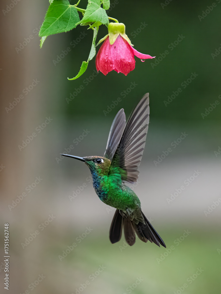 Fototapeta premium Violet-fronted Brilliant Hummingbird Feeding on Red Abutilon Nabob Flower in Ecuadorian Cloud Forest