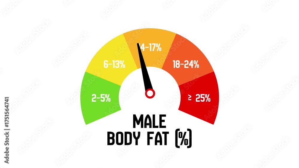 Animated Male Body Fat Percentage Meter Gauge, Health and Fitness Body ...