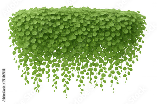 Creeping fig climbing plant creating green wall, lush foliage with dangling vines on transparent background