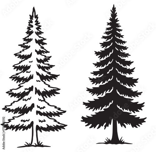 Silhouetted evergreen trees vector illustration in outline and solid black with white background