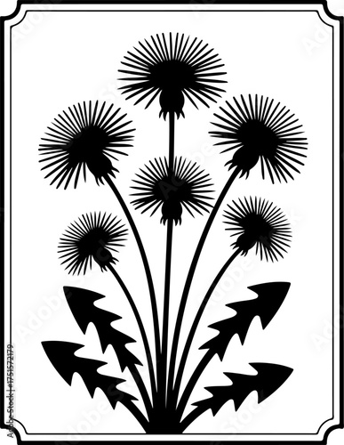 bouquet of Dandelion flowers with fluffy rounded head and thin leaves on stem