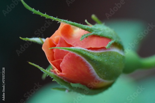 Foto Orange rosebud tightly curled with vivid textured petals and fine sepals