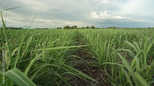 Sugarcane plantation or cane farm and fields with green plant leaves wind blows on rainy season for agriculture small sugar cane garden with biofuel gasoline fuel in Thailand with wind blowing sound