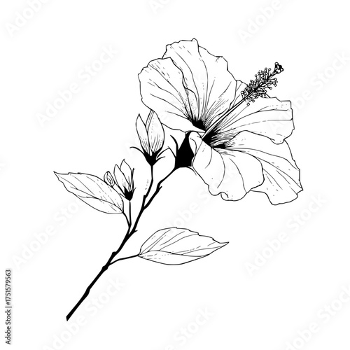 Illustration of a hibiscus flower with detailed petals and leaves on a branch in black and white line art