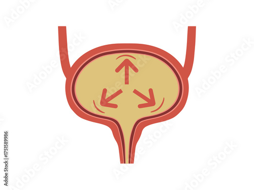 Bladder Incontinence Overflow Clip Art